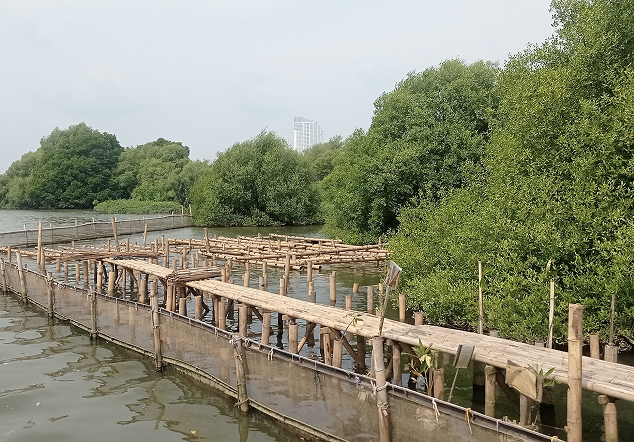 Ragam Fungsi dan Manfaat Mangrove